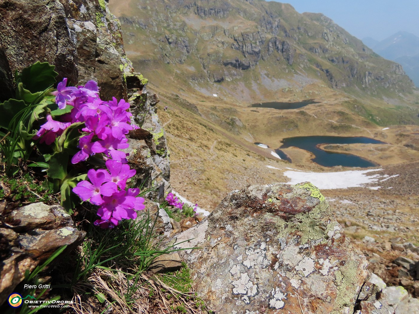 65 Primula hirsuta (Primula irsuta) con vista sui laghi.JPG